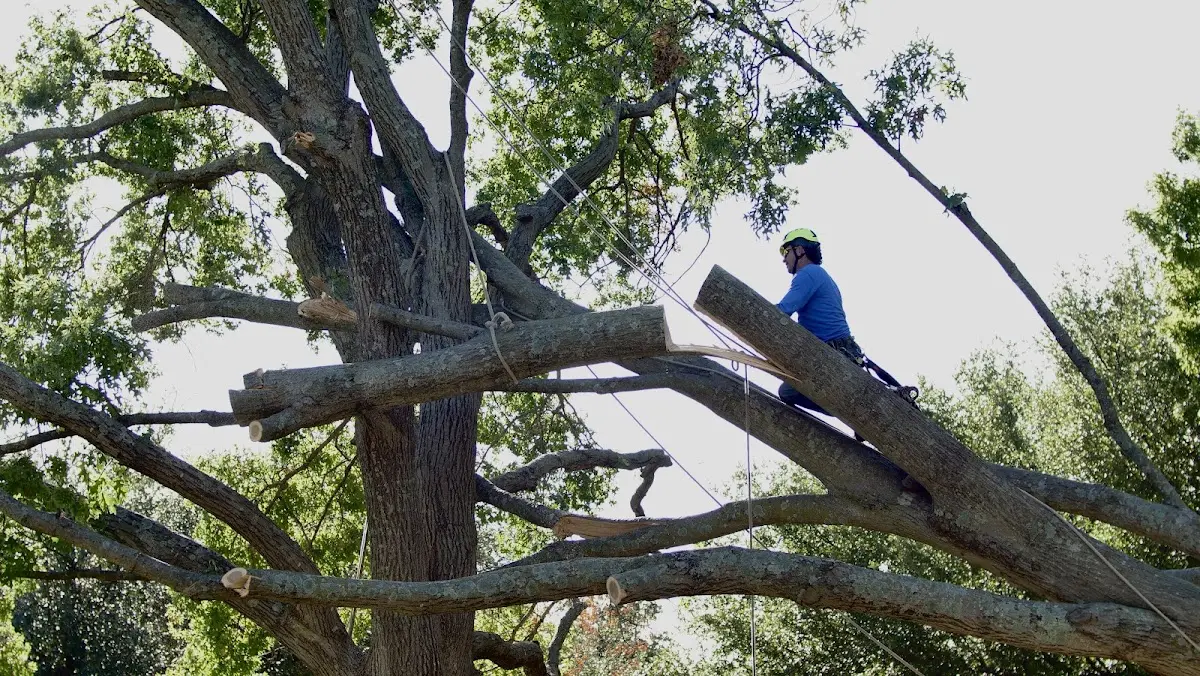 Professional Crown Thinning performed by certified arborists in Sparta